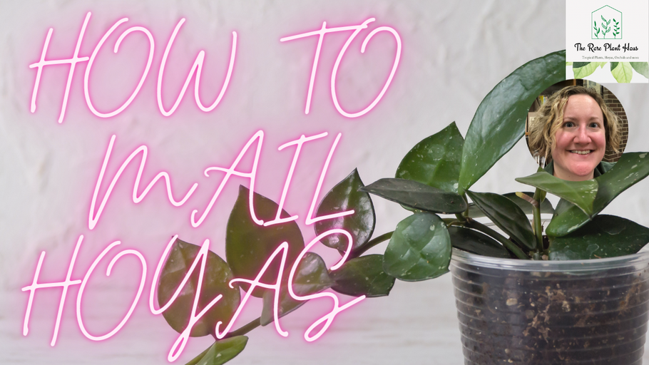 How I Pack And Ship Hoya Orders for My Online Plant Nursery: Plant Shipping Guide for Beginners