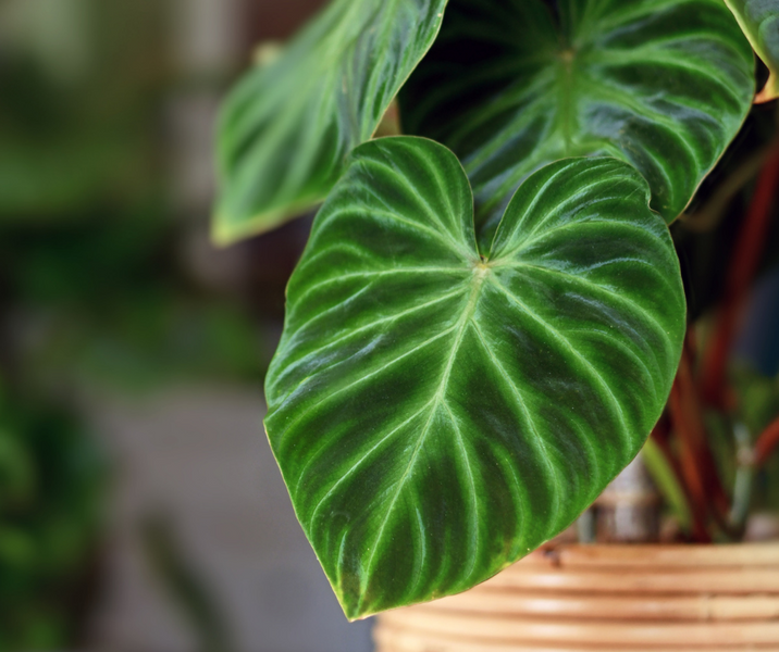 5 Reasons Why Philodendrons are the Perfect Plants for your Home, Benefits of Having Philodendrons in your Home and How to Best Care for your Philodendron
