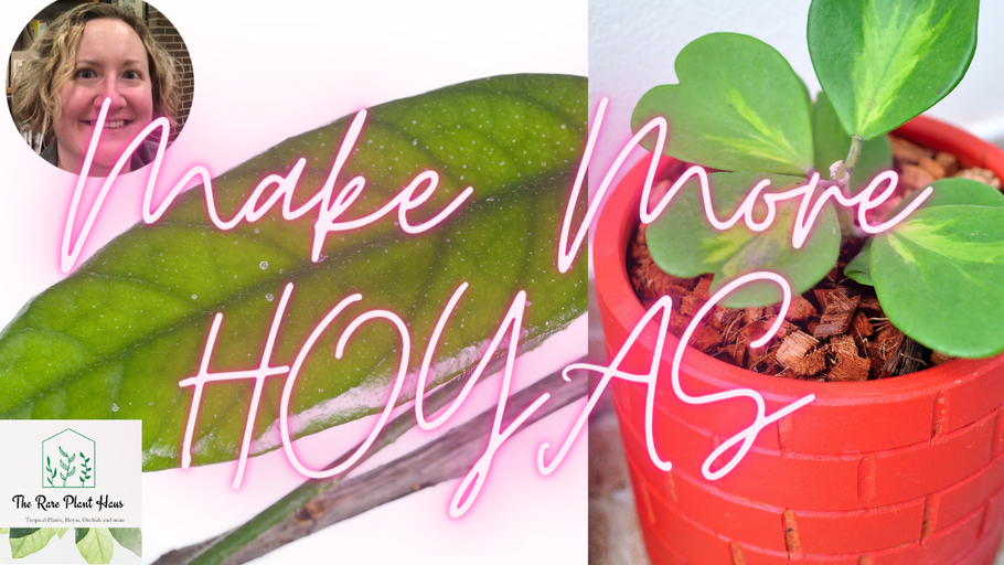 How To Propagate Hoya Macrophylla Pot of Gold and Root Your Cuttings in Sphagnum Moss