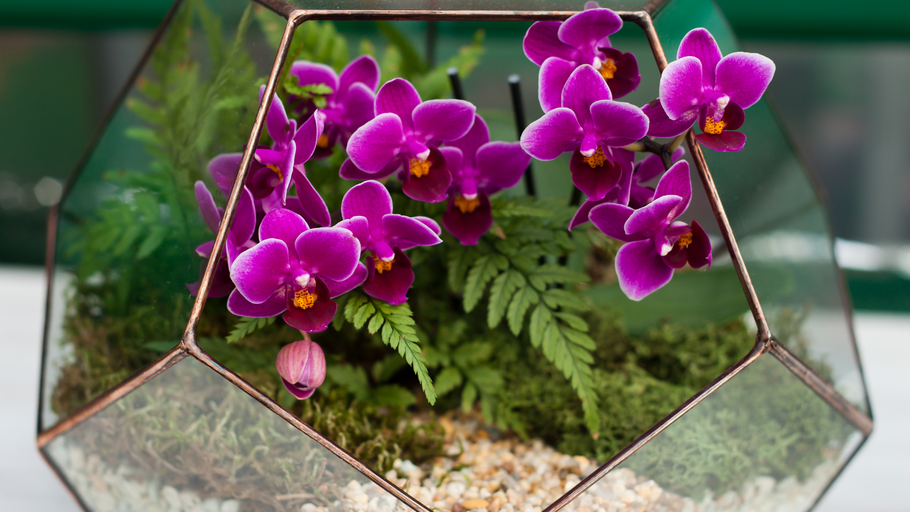 Orchidariums For Your Home Using Miniature Orchids