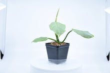 Load image into Gallery viewer, Philodendron Silver Sword