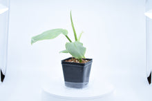 Load image into Gallery viewer, Philodendron Silver Sword