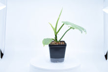 Load image into Gallery viewer, Philodendron Silver Sword