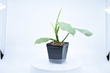 Load image into Gallery viewer, Philodendron Silver Sword