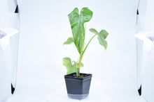 Load image into Gallery viewer, Philodendron erubescens A
