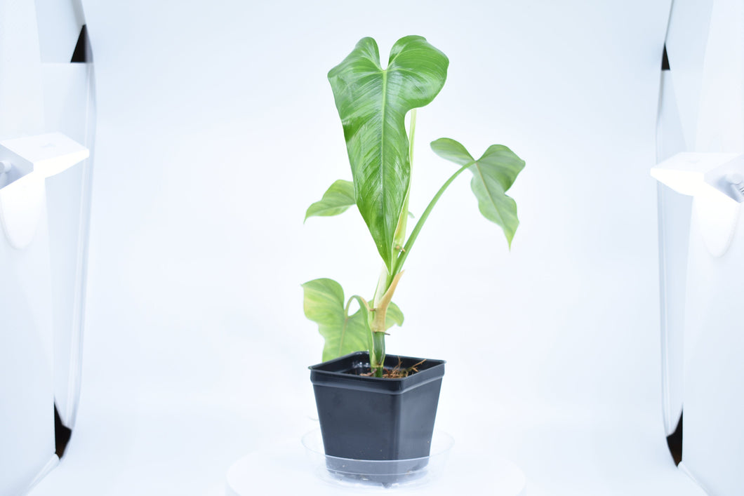 Philodendron erubescens A