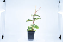 Load image into Gallery viewer, Hoya carnosa Krimson Princess
