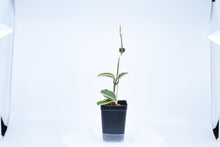 Load image into Gallery viewer, Hoya carnosa Krimson Queen