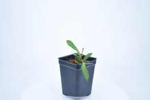 Load image into Gallery viewer, Hoya loheri (a)