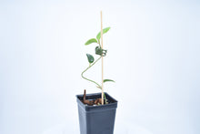 Load image into Gallery viewer, Hoya sp. Timor Leste