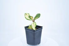 Load image into Gallery viewer, Hoya carnosa 'Krimson Princess' (a)