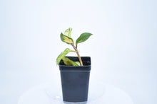 Load image into Gallery viewer, Hoya carnosa 'Krimson Princess' (a)