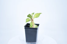 Load image into Gallery viewer, Hoya carnosa 'Krimson Princess' (a)