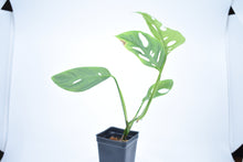 Load image into Gallery viewer, Monstera adansonii ssp. Blanchetti (a)
