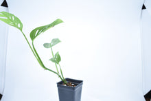 Load image into Gallery viewer, Monstera adansonii ssp. Blanchetti (a)