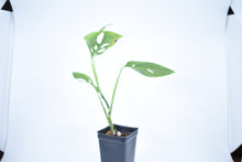 Load image into Gallery viewer, Monstera adansonii ssp. Blanchetti (a)