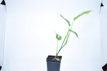 Load image into Gallery viewer, Monstera adansonii ssp. Blanchetti (a)