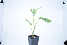 Load image into Gallery viewer, Monstera adansonii ssp. Blanchetti (a)