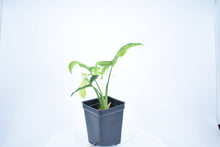 Load image into Gallery viewer, Syngonium wendlandii (1)