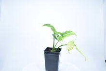 Load image into Gallery viewer, Syngonium wendlandii (1)