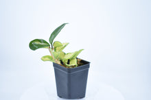 Load image into Gallery viewer, Hoya carnosa 'Krimson Princess' (3)