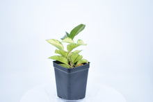 Load image into Gallery viewer, Hoya carnosa 'Krimson Princess' (3)