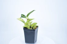 Load image into Gallery viewer, Hoya carnosa 'Krimson Princess' (3)