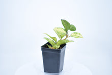 Load image into Gallery viewer, Hoya carnosa 'Krimson Princess' (3)