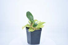 Load image into Gallery viewer, Hoya carnosa 'Krimson Princess' (3)