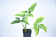 Load image into Gallery viewer, Syngonium wendlandii (2)
