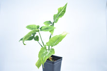 Load image into Gallery viewer, Syngonium wendlandii (2)