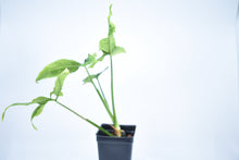 Load image into Gallery viewer, Syngonium wendlandii (2)