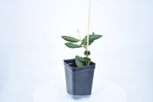 Load image into Gallery viewer, Hoya burtoniae (2)