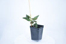 Load image into Gallery viewer, Hoya burtoniae (2)