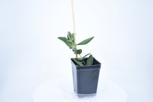 Load image into Gallery viewer, Hoya burtoniae (2)