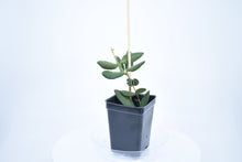 Load image into Gallery viewer, Hoya burtoniae (2)