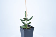 Load image into Gallery viewer, Hoya burtoniae (3)