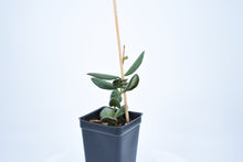 Load image into Gallery viewer, Hoya burtoniae (3)