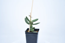 Load image into Gallery viewer, Hoya burtoniae (3)