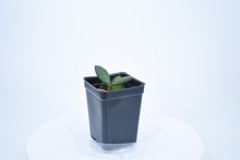 Load image into Gallery viewer, Hoya burtoniae (4)