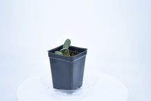 Load image into Gallery viewer, Hoya burtoniae (4)