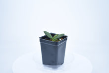 Load image into Gallery viewer, Hoya burtoniae (4)