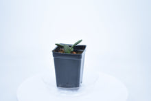 Load image into Gallery viewer, Hoya burtoniae (4)