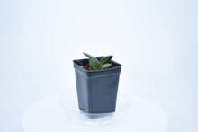 Load image into Gallery viewer, Hoya burtoniae (4)