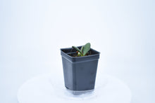 Load image into Gallery viewer, Hoya burtoniae (4)
