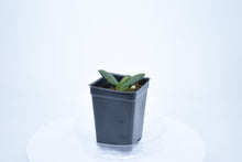 Load image into Gallery viewer, Hoya burtoniae (4)