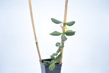 Load image into Gallery viewer, Hoya burtoniae (5)