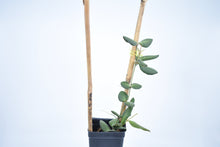 Load image into Gallery viewer, Hoya burtoniae (5)
