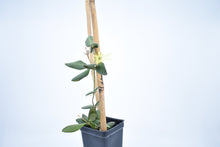 Load image into Gallery viewer, Hoya burtoniae (5)
