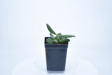 Load image into Gallery viewer, Hoya burtoniae (6)
